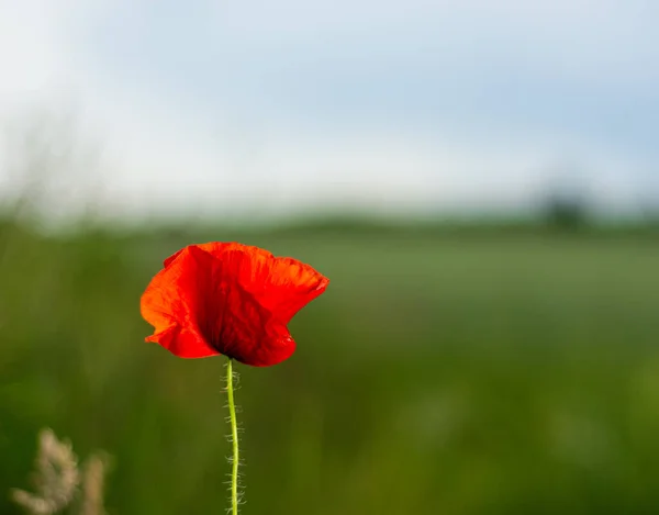 Wild Red Poppy Flower Field Summer — Stock Photo, Image