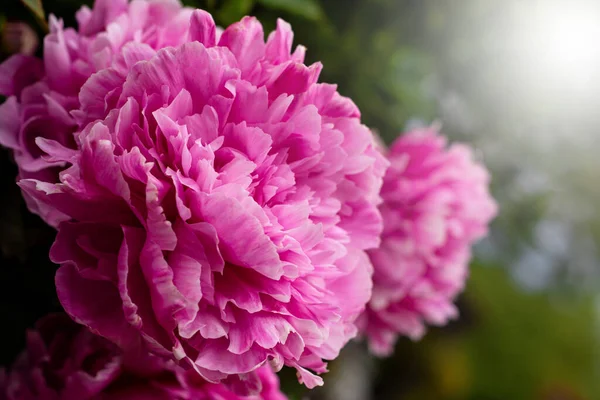 Belle Peonie Rosa Sullo Sfondo Della Natura Primavera — Foto Stock