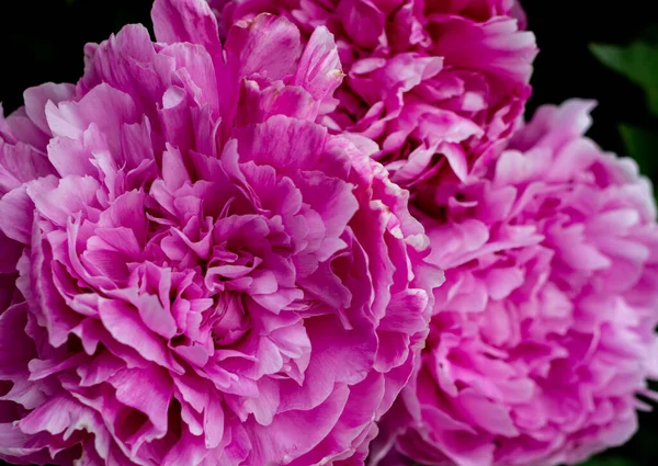 Belle Peonie Rosa Sullo Sfondo Della Natura Primavera — Foto Stock