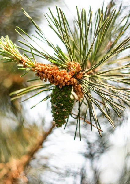 夏の晴れた日に松の木に松のコーン — ストック写真