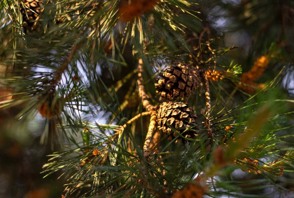 Pine cone on pine tree in sunny summer day