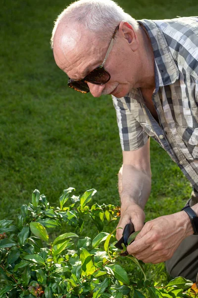 Summer Seasonal Gardening Senior Man Secateurs Cutting Branches Bush Garden — Stock Photo, Image