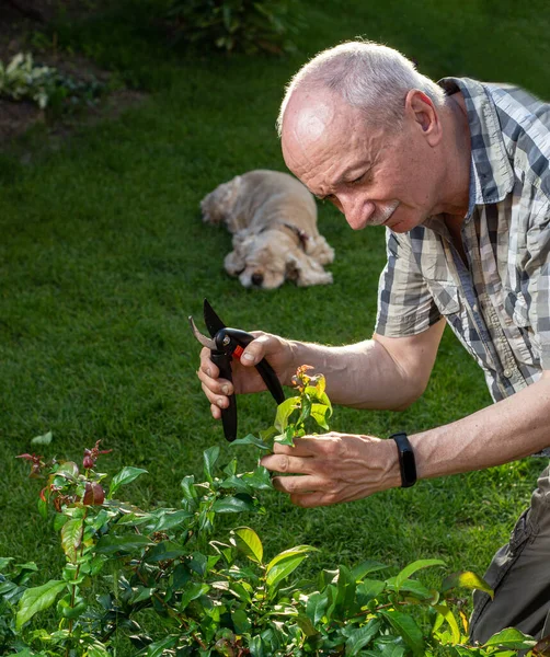 Jardinería Verano Hombre Mayor Con Tijeras Podar Cortando Ramas Arbusto — Foto de Stock