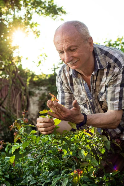 Giardinaggio Stagionale Estivo Uomo Anziano Con Forbici Tagliare Rami Cespuglio — Foto Stock