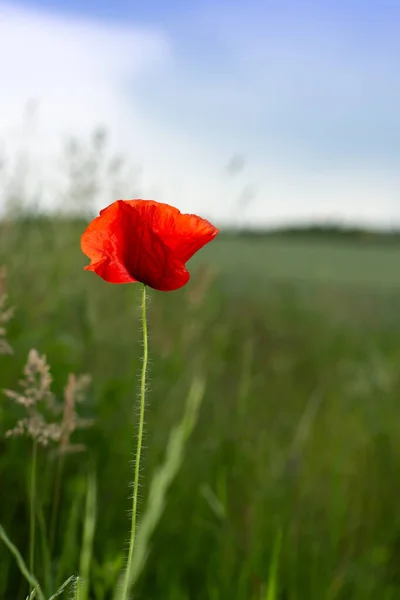 夏天野红罂粟在田里开花 — 图库照片