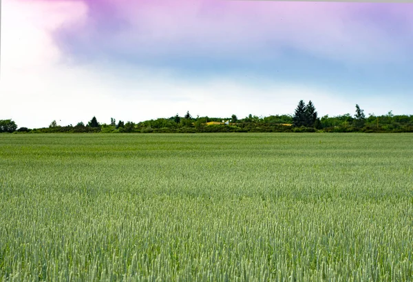 Young Green Wheat Field Summer — Stock Photo, Image