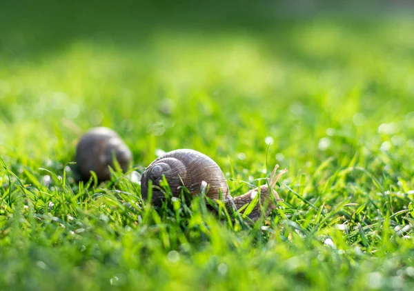 Due Lumache Che Strisciano Sull Erba Verde Giardino Nella Giornata — Foto Stock