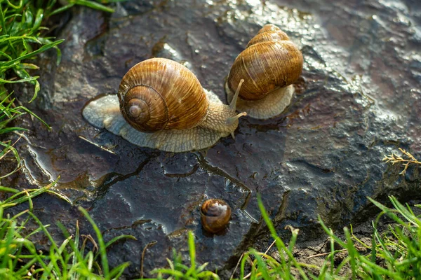 阳光灿烂的日子里 花园里有两只蜗牛爬在石头上 — 图库照片