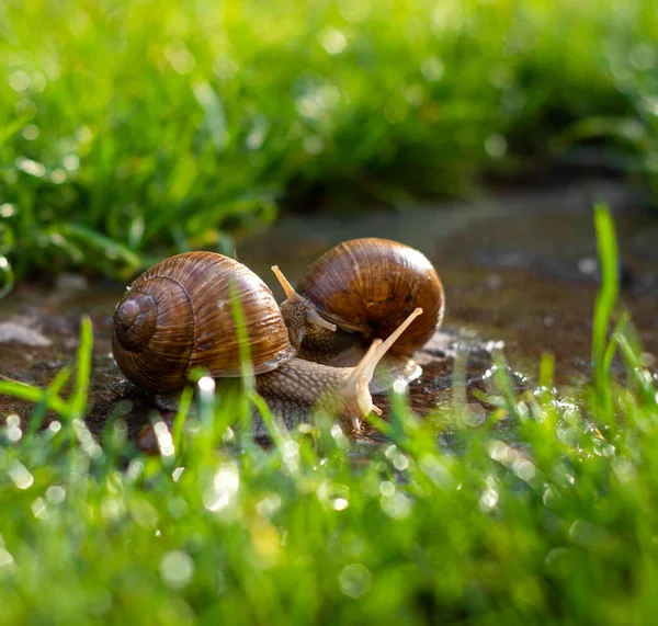 Dois Caracóis Rastejando Pedra Jardim Dia Ensolarado — Fotografia de Stock