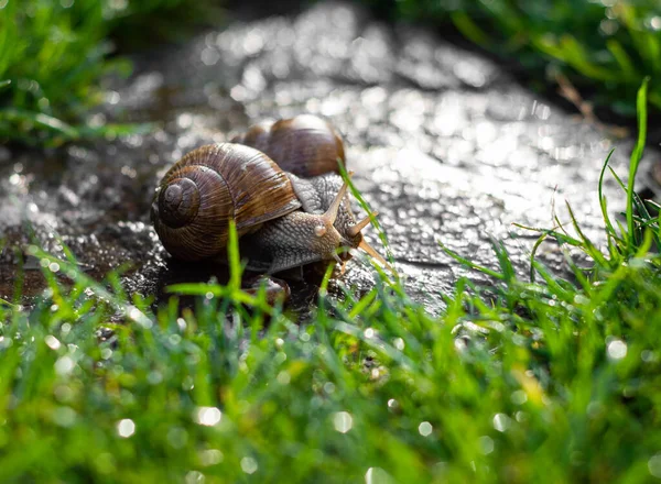 Dois Caracóis Rastejando Pedra Jardim Dia Ensolarado — Fotografia de Stock