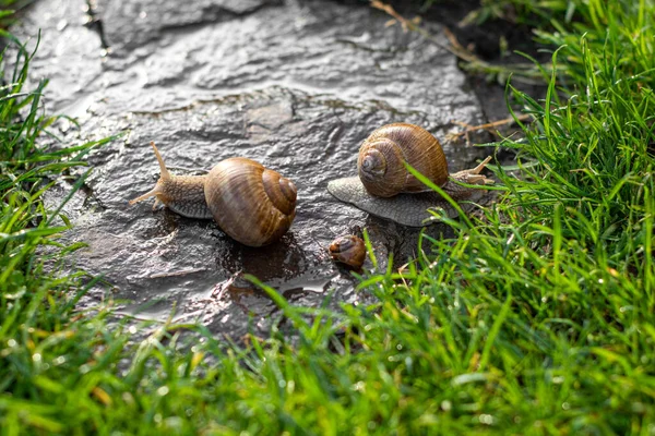 Deux Escargots Rampant Sur Pierre Dans Jardin Par Temps Ensoleillé — Photo