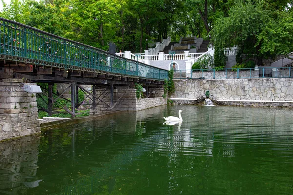 백조는 여름에 도시의 호수에서 수영을 — 스톡 사진