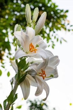 Bahçedeki beyaz zambak. Lilium longiflorum