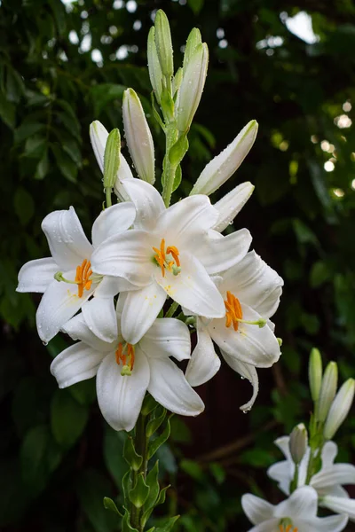 White Lily Garden Lilium Longiflorum — Stock Photo, Image