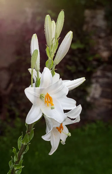 Λευκό Κρίνο Στον Κήπο Lilium Longiflorum — Φωτογραφία Αρχείου