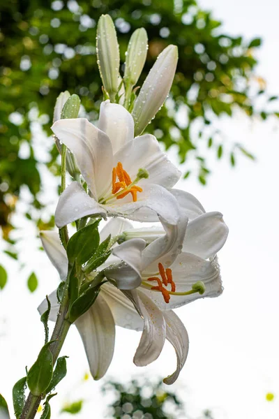 White Lily Garden Lilium Longiflorum — Stock Photo, Image