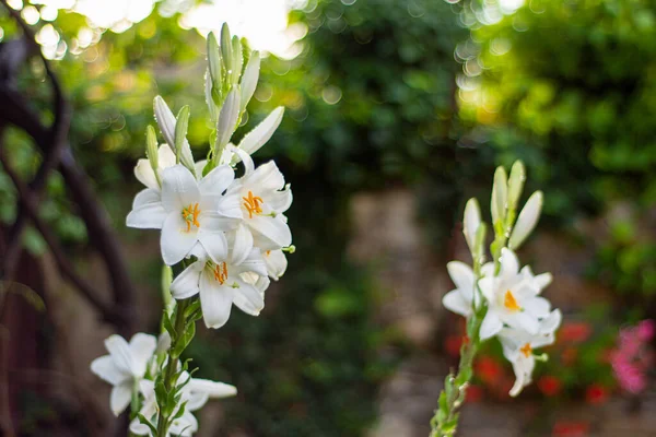 Witte Lelie Tuin Lilium Longiflorum — Stockfoto