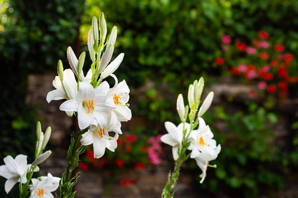 Witte Lelie Tuin Lilium Longiflorum — Stockfoto