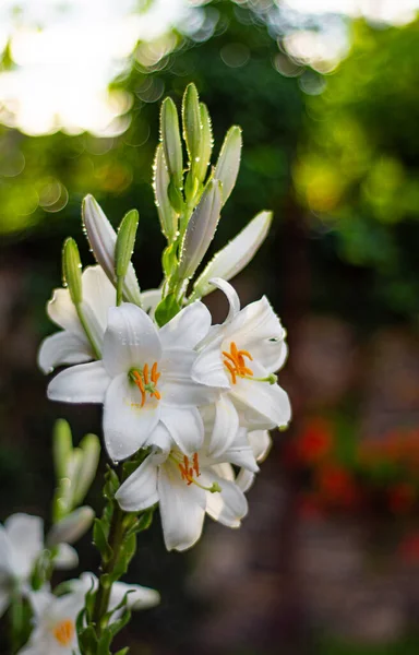 Λευκό Κρίνο Στον Κήπο Lilium Longiflorum — Φωτογραφία Αρχείου