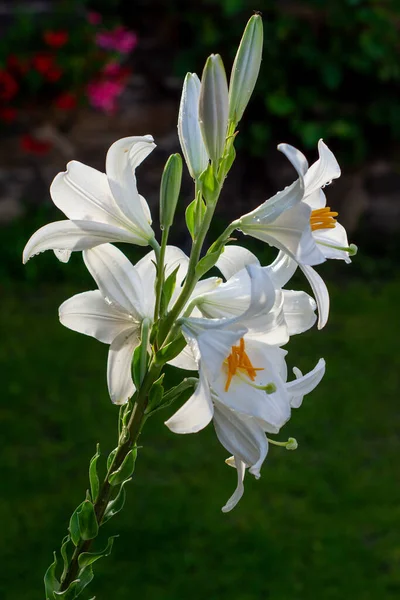 Λευκό Κρίνο Στον Κήπο Lilium Longiflorum — Φωτογραφία Αρχείου