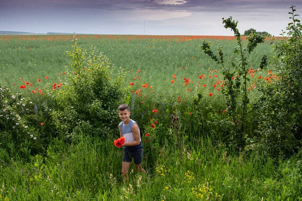 Boy Picking Bouquet Poppies Poppy Field — Stock Photo, Image