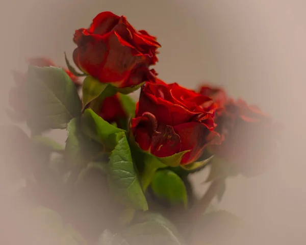 Bouquet Rose Rosse Scure Vaso Vignetta Bianca — Foto Stock