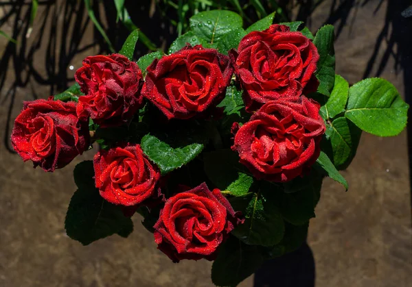 Rosas Rojas Oscuras Con Gotas Agua Aire Libre Día Soleado —  Fotos de Stock