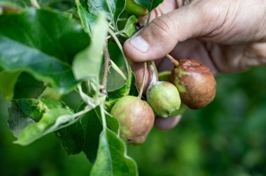Yaz mevsiminde bahçıvanlık. Çiftçi bahçede elma durumunu kontrol ediyor.