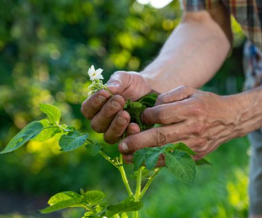 Çiftçilik kavramı. Çiftçi bahçede patates filizlerini kontrol ediyor. 