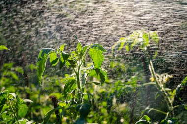 Çiftçilik kavramı. Kötü böcek istilasından kalan domates bitkilerine böcek ilacı sıkmak.