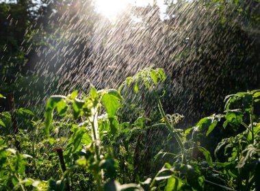 Çiftçilik kavramı. Kötü böcek istilasından kalan domates bitkilerine böcek ilacı sıkmak.