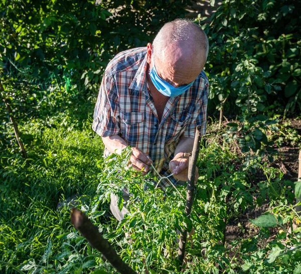 Boerenconcept Man Boer Controleren Bloeiende Bloemen Van Tomatenplanten Tuin — Stockfoto