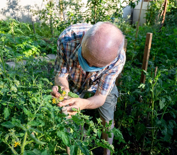 Conceito Agricultura Homem Agricultor Verificando Flores Florescentes Plantas Tomate Jardim — Fotografia de Stock