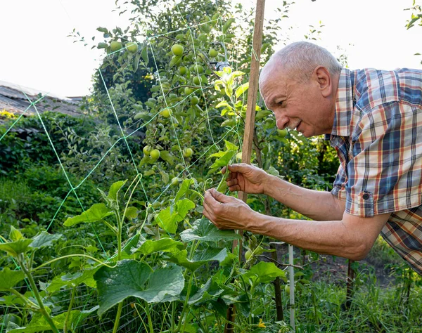 Çiftçilik Kavramı Erkek Çiftçi Bahçede Çiçek Açan Salatalıkları Kontrol Ediyor — Stok fotoğraf