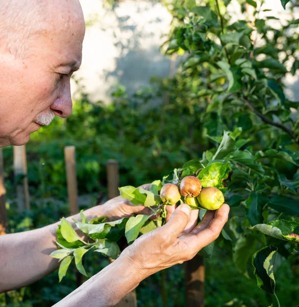 Jordbrukskoncept Jordbrukaren Kontrollerar Kvaliteten Den Nya Äppelskörden Fruktträdgården — Stockfoto