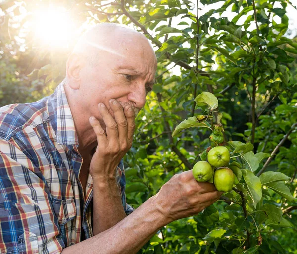 Jordbrukskoncept Jordbrukaren Kontrollerar Kvaliteten Den Nya Äppelskörden Fruktträdgården — Stockfoto