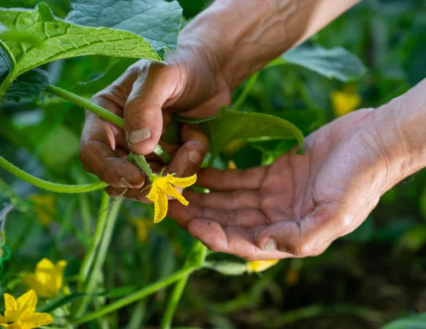 Koncepcja Rolnictwa Człowiek Rolnik Sprawdzanie Kwitnące Kwiaty Ogórków Ogrodzie — Zdjęcie stockowe