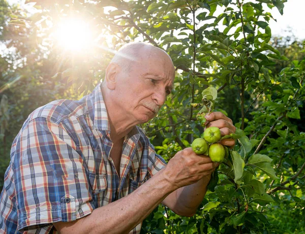 Farming Concept Farmer Checking Quality New Apple Harvest Orchard — Stock Photo, Image