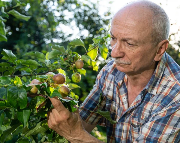 夏の季節の園芸 庭のリンゴの状態を確認する農家 — ストック写真