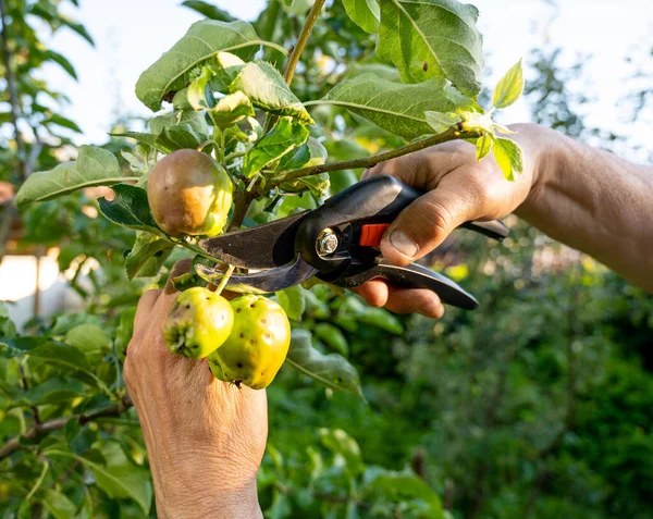 Zomer Seizoenen Tuinieren Tuinman Snoeien Slechte Appels Zonnige Zomerdag — Stockfoto