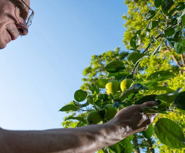 Landwirtschaftskonzept Der Landwirt Überprüft Die Qualität Der Neuen Apfelernte Obstgarten — Stockfoto