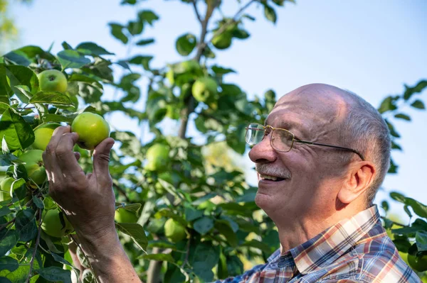 耕作的概念 农夫在果园里检查新苹果的质量 — 图库照片