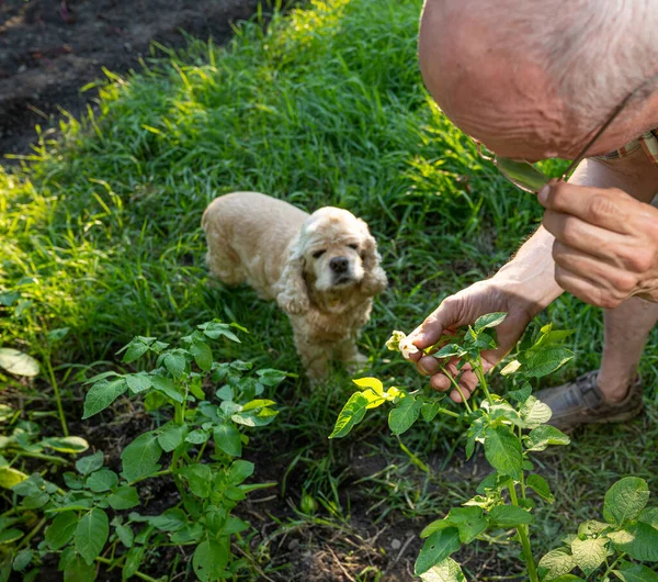 Landwirtschaftskonzept Landwirt Überprüft Die Blüte Von Kartoffelpflanzen Garten — Stockfoto