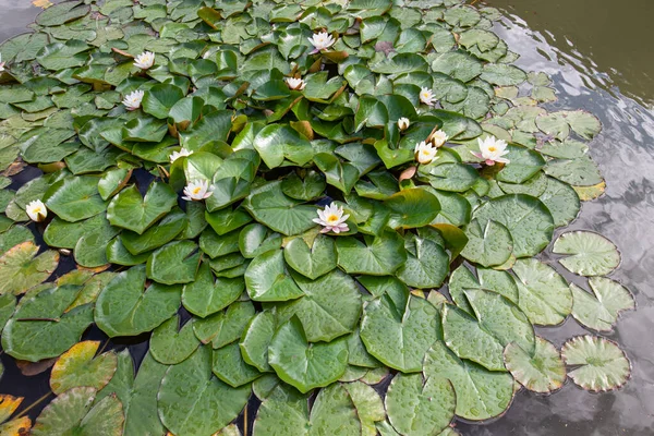 Beautiful White Water Lily Water Surface — Stock Photo, Image