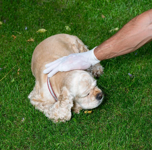 Man Handskar Klappa Sin Hund Trädgården — Stockfoto