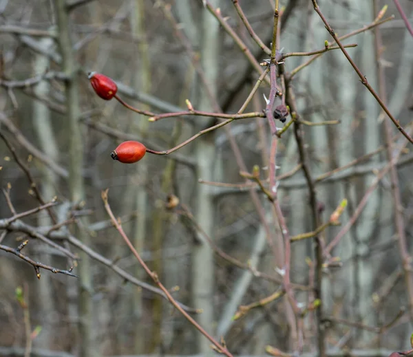 Rosa Vermelha Quadris Bagas Arbusto Início Primavera — Fotografia de Stock