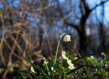 İlk bahar çiçekleri. Ormanda açan bahar kardelenleri.