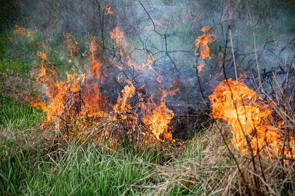 Strong Smoke Fire Cleaning Fields Reeds Dry Grass Natural Disaster — Stock Photo, Image