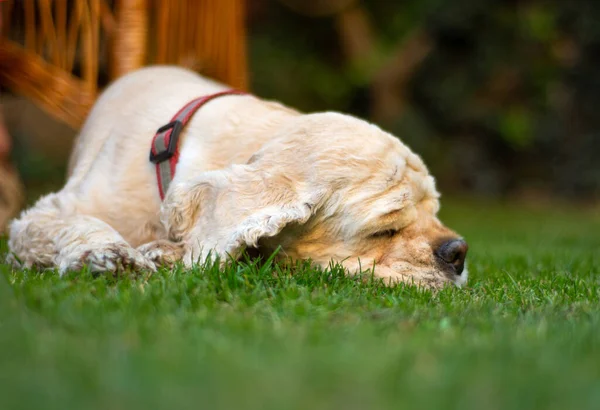 American Cocker Spaniel Lies Grass Park — Stock Photo, Image