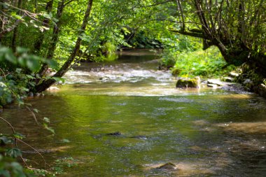 Yaz manzarası. Ormandaki dağ nehri